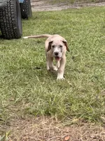 Tank, a male Great Dane for sale in Citra, FL – 1 of 4