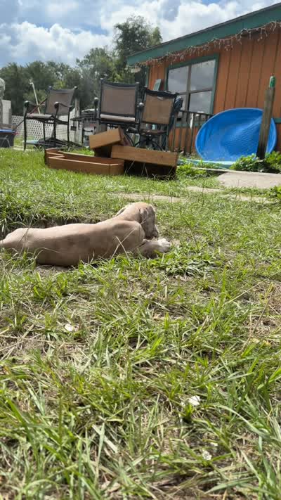 Tank, a male Great Dane for sale in Citra, FL – 3 of 4