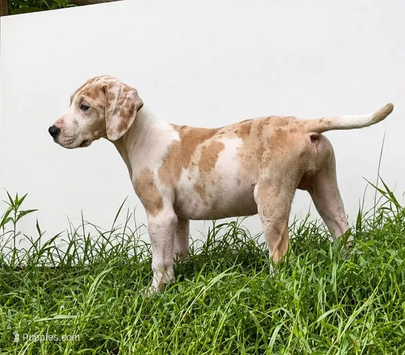 Aurora – Great Dane puppy for sale in Citra, FL