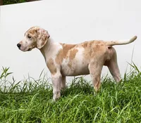 Aurora, a female Great Dane for sale in Citra, FL – 1 of 2