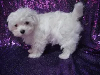 Marshal , a male Maltese for sale in Arlington, WA – 2 of 4