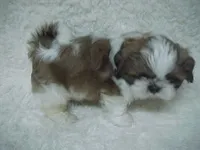 FRANK, a male Shih Tzu for sale in Arlington, WA – 4 of 9