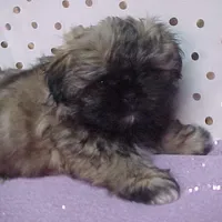 Chad, a male Shih Tzu for sale in Arlington, WA – Photo 8 of 10