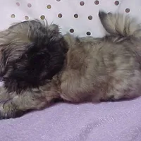 Chad, a male Shih Tzu for sale in Arlington, WA – Photo 1 of 10