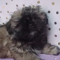 Chad, a male Shih Tzu for sale in Arlington, WA – Photo 5 of 10