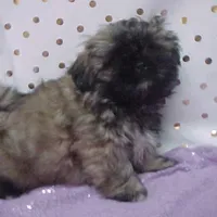 Chad, a male Shih Tzu for sale in Arlington, WA – Photo 6 of 10