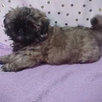 Chad, a male Shih Tzu for sale in Arlington, WA – Photo 2 of 10