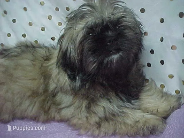 Chad – Shih Tzu puppy for sale in Arlington, WA