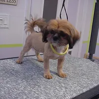 Chad, a male Shih Tzu for sale in Arlington, WA – Photo 9 of 10