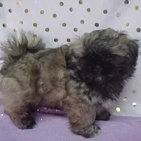 Chad, a male Shih Tzu for sale in Arlington, WA – Photo 7 of 10