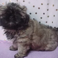 Chad, a male Shih Tzu for sale in Arlington, WA – Photo 3 of 10