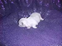 JACKIE, a female Maltese for sale in Arlington, WA – 6 of 8