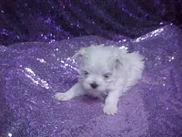 Parker, a male Maltese for sale in Arlington, WA – 2 of 5