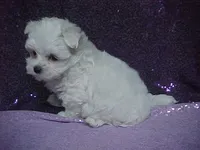 JACK, a male Maltese for sale in Arlington, WA – 3 of 9