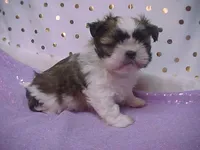 MARTY, a male Maltese and Shih Tzu for sale in Arlington, WA – Photo 5 of 7