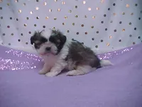 MARTY, a male Maltese and Shih Tzu for sale in Arlington, WA – Photo 2 of 7