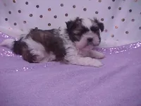 MARTY, a male Maltese and Shih Tzu for sale in Arlington, WA – Photo 1 of 7