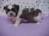 MARTY, a male Maltese and Shih Tzu for sale in Arlington, WA – Photo 4 of 7