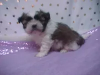 MARTY, a male Maltese and Shih Tzu for sale in Arlington, WA – Photo 3 of 7