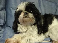 MARTY, a male Maltese and Shih Tzu for sale in Arlington, WA – Photo 7 of 7