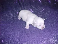 JAZMIN, a female Maltese for sale in Arlington, WA – 5 of 8