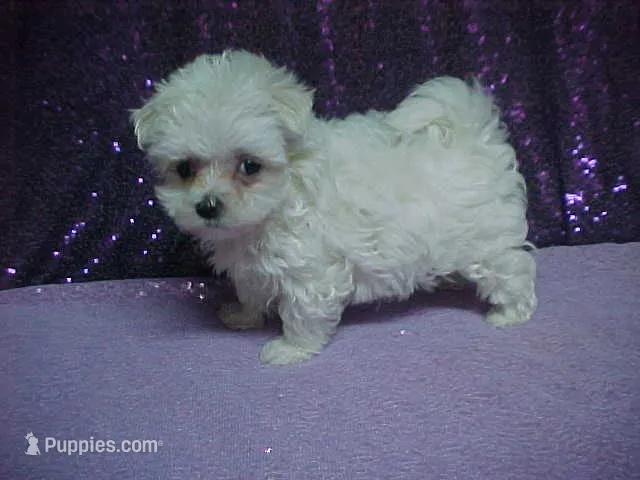 JACINDA  – Maltese puppy for sale in Arlington, WA