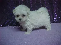 JACINDA , a female Maltese for sale in Arlington, WA – 1 of 9