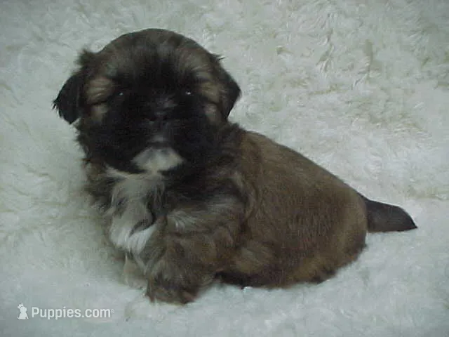 FLORENCE – Shih Tzu puppy for sale in Arlington, WA