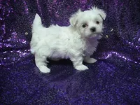 Mila, a female Maltese for sale in Arlington, WA – 2 of 4