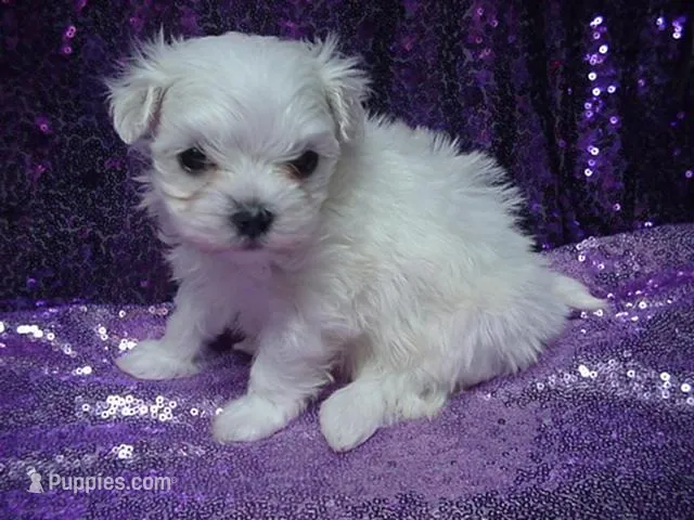 Mallory – Maltese puppy for sale in Arlington, WA