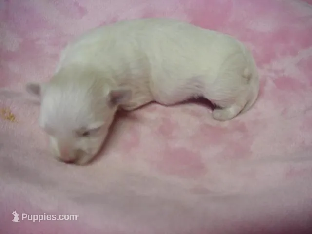 Mallory – Maltese puppy for sale in Arlington, WA