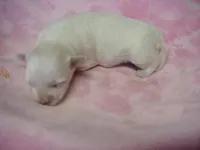 Mallory, a female Maltese for sale in Arlington, WA – Photo 1 of 3