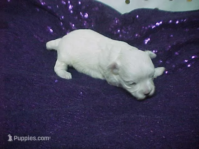 Mallory – Maltese puppy for sale in Arlington, WA