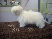 Mallory, a female Maltese for sale in Arlington, WA – Photo 3 of 3