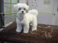 Mallory, a female Maltese for sale in Arlington, WA – Photo 2 of 3