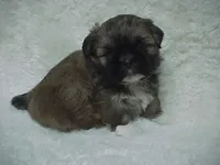 FLORENCE, a female Shih Tzu for sale in Arlington, WA – 7 of 10