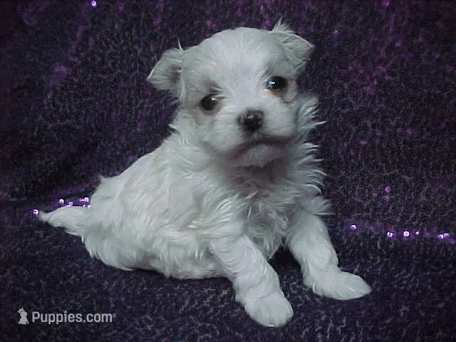 Justin – Maltese puppy for sale in Arlington, WA