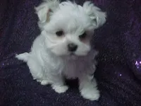 Patty, a female Maltese for sale in Arlington, WA – 6 of 9