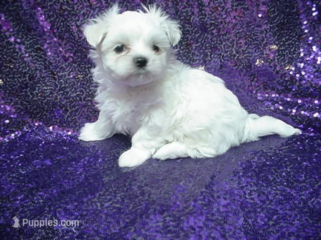 Parker – Maltese puppy for sale in Arlington, WA