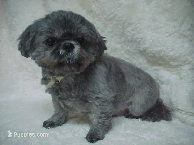Kissy – Shih Tzu puppy for sale in Arlington, WA