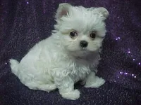 Princess, a female Maltese for sale in Arlington, WA – 4 of 8