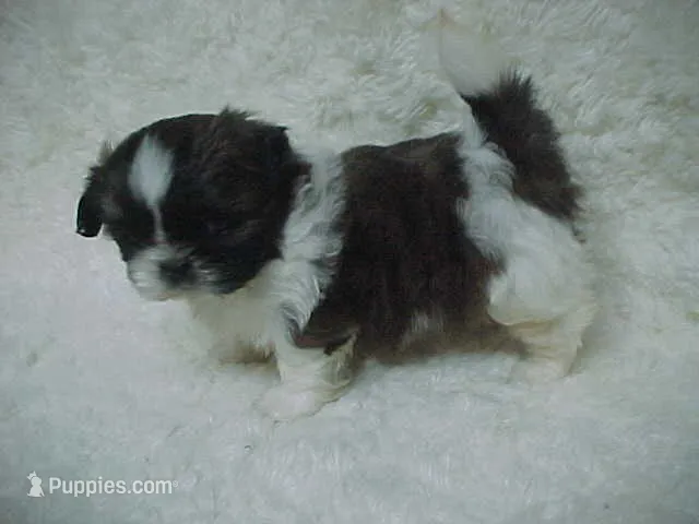 FREYA – Shih Tzu puppy for sale in Arlington, WA