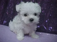 JAZMIN, a female Maltese for sale in Arlington, WA – 3 of 8