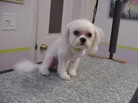 JAZMIN, a female Maltese for sale in Arlington, WA – 7 of 8