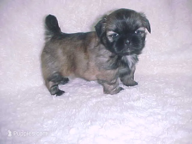 FIONA – Shih Tzu puppy for sale in Arlington, WA