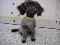 Kissy, a female Shih Tzu for sale in Arlington, WA – 2 of 6
