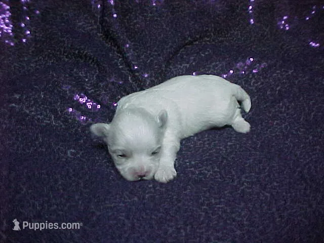 JACKIE – Maltese puppy for sale in Arlington, WA
