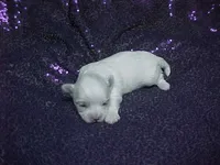 JACKIE, a female Maltese for sale in Arlington, WA – 1 of 8