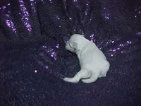 JADE, a female Maltese for sale in Arlington, WA – 6 of 8