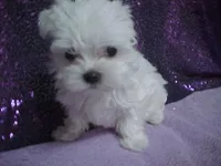 JAZMIN, a female Maltese for sale in Arlington, WA – 6 of 8